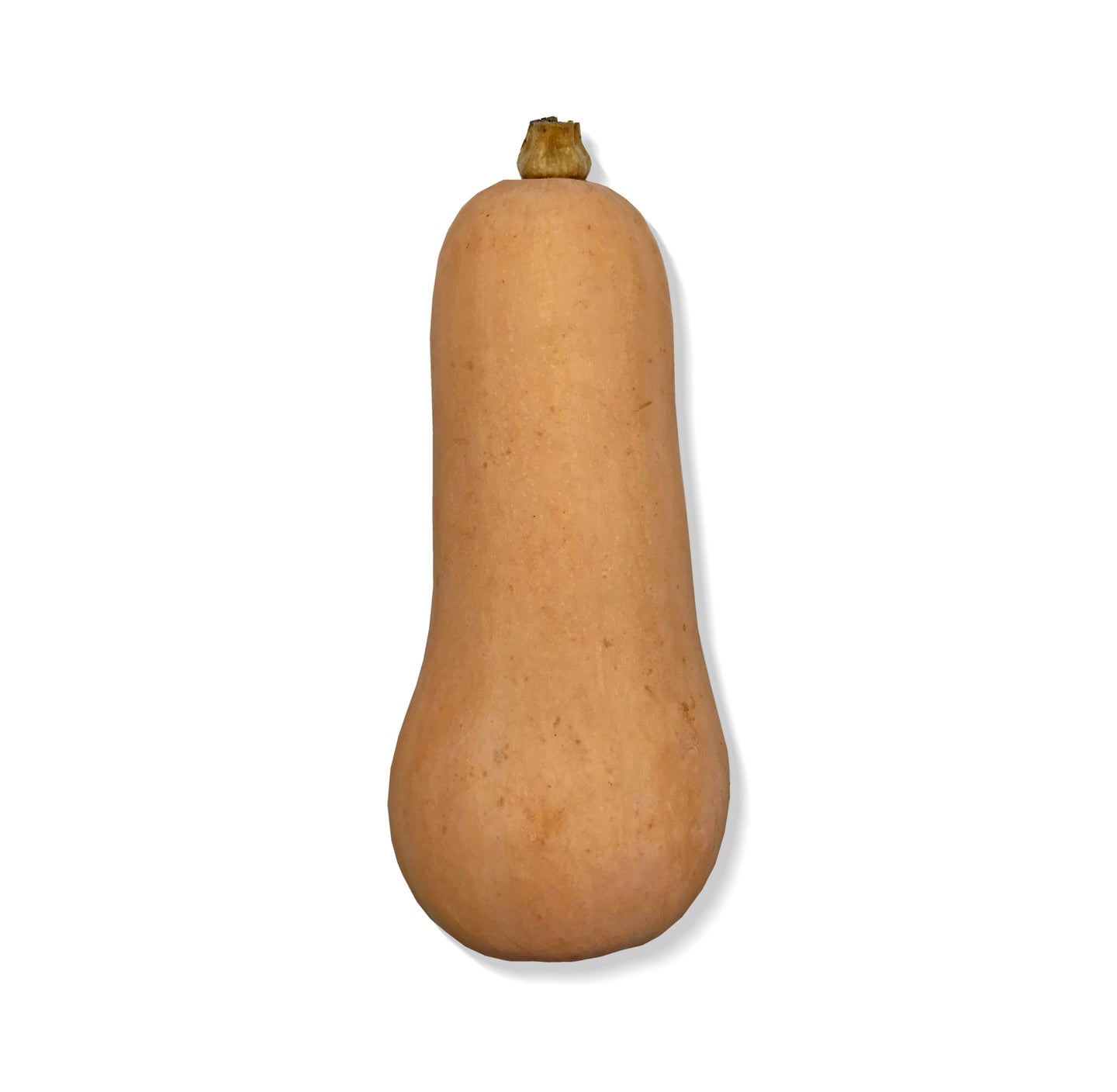 Butternut Squash