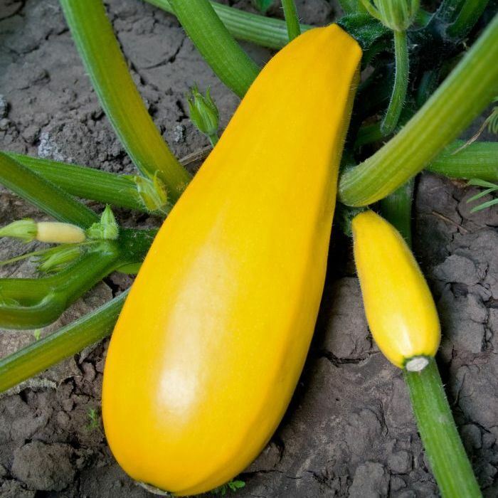 Courgette 'Atena'