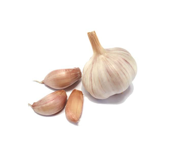 Garlic