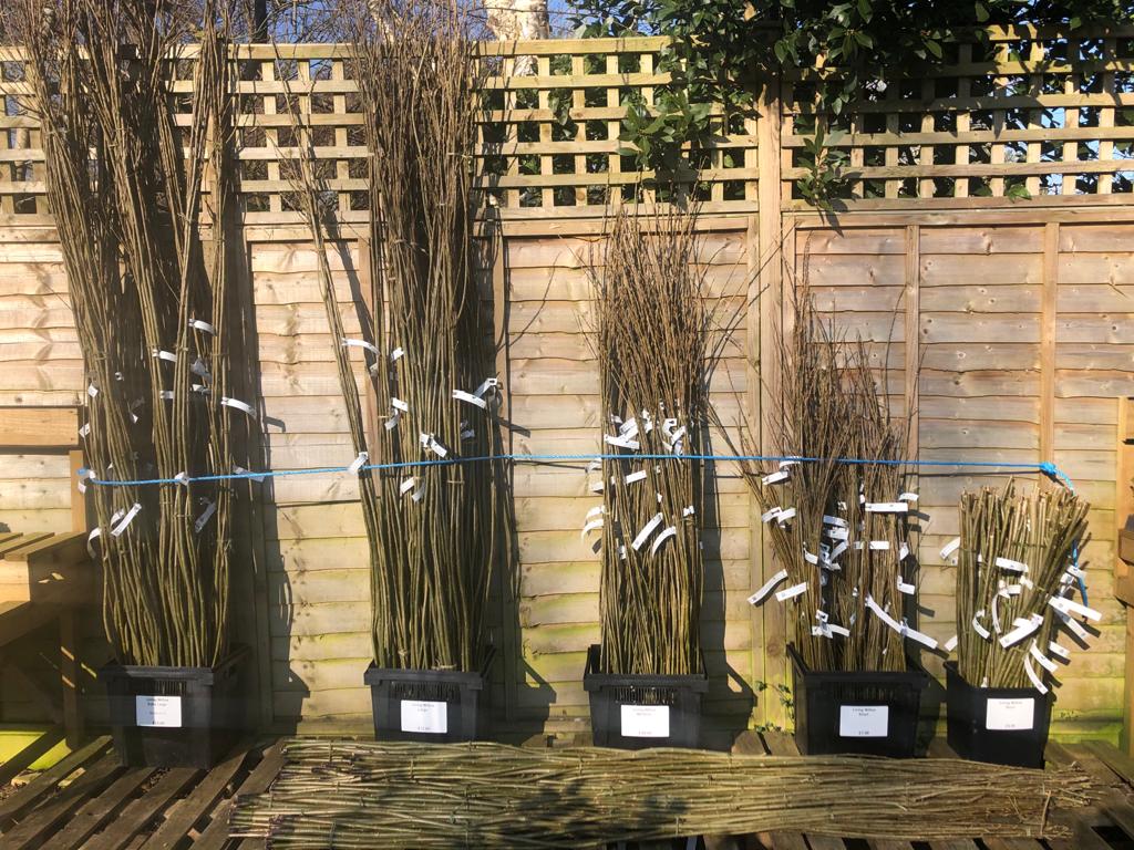 Living Willow	Small